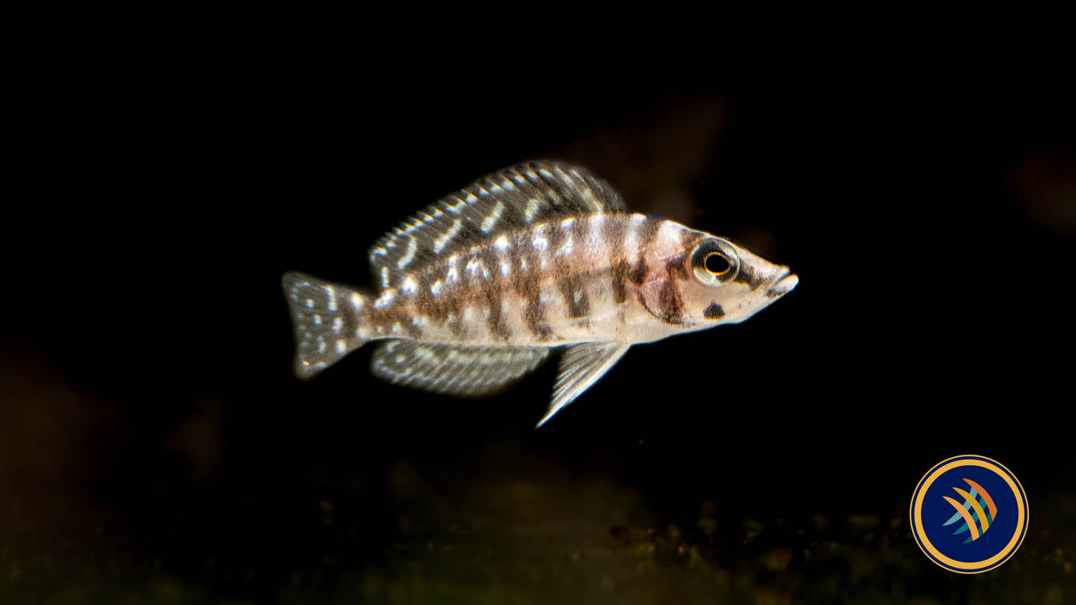 Pearly Lamprologus (lamprologus calvus) 3cm | Cichlids Badis & Gouramis | Largest Tropical Fish Selection at Your Local Fish Store