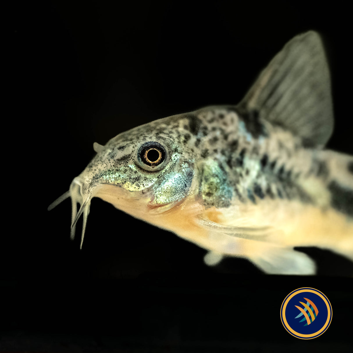 Peppered Cory (Corydoras paleatus) | Catfish Loaches & Plecos | Largest Tropical Fish Selection at Your Local Fish Store