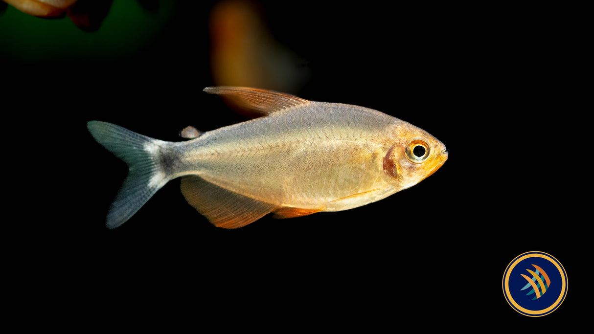 Peugeot Tetra (Hyphessobrycon peugeoti) Medium | Tetras Rasboras & Pencilfish | Largest Tropical Fish Selection at Your Local Fish Store