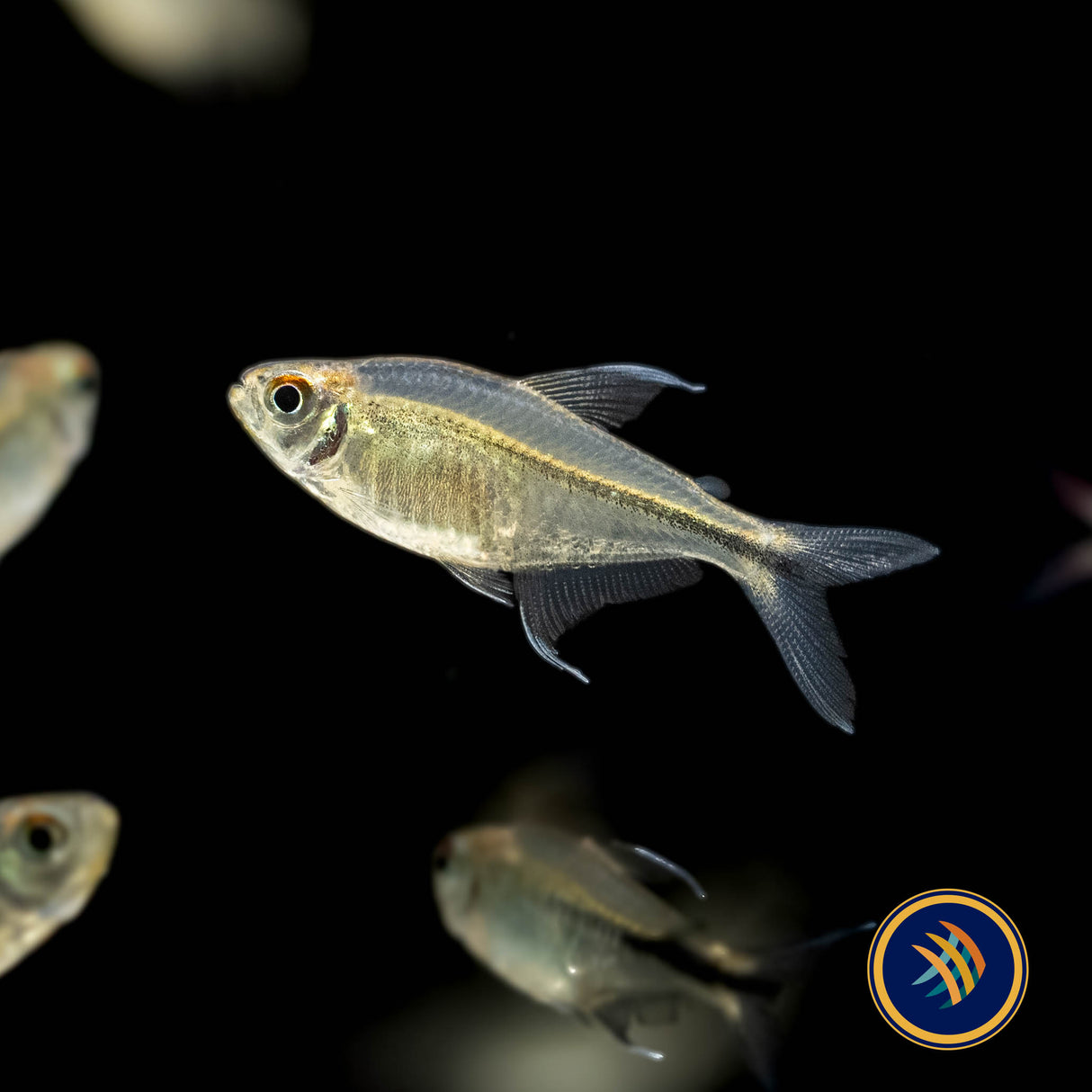Phoenix Tetra (Hemigrammus filamentosus) 3cm | Tetras Rasboras & Pencilfish | Largest Tropical Fish Selection at Your Local Fish Store