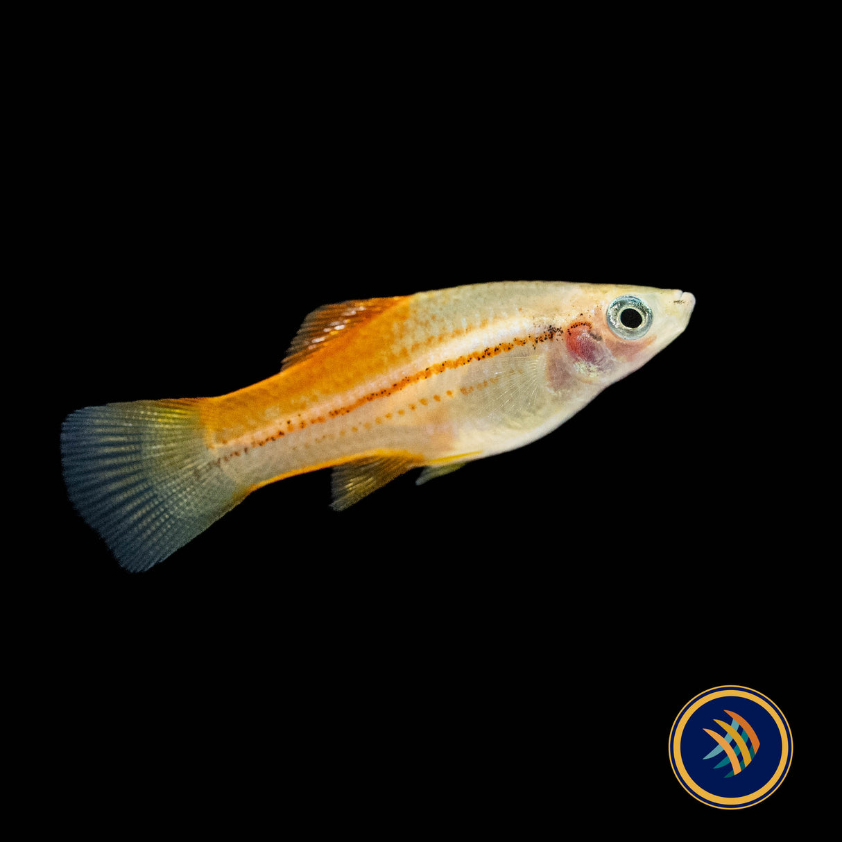 Pineapple Swordtail (Xiphophorus helleri) 4.5cm | Livebearers | Largest Tropical Fish Selection at Your Local Fish Store