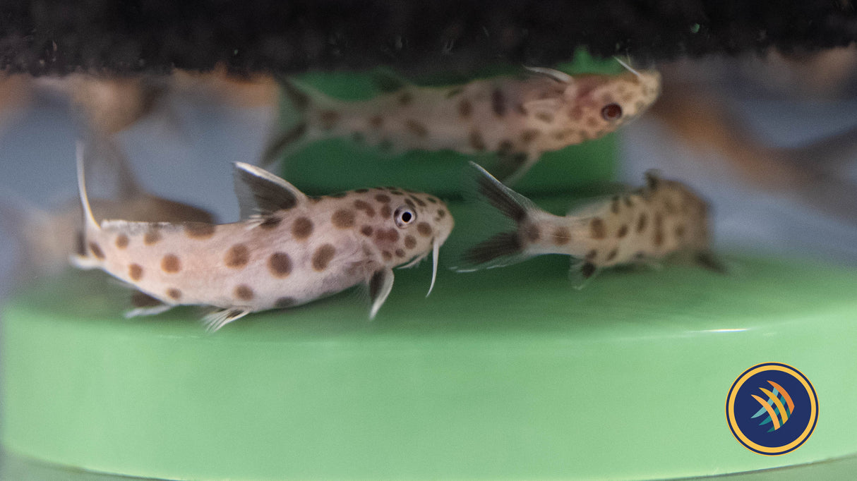 Pink Cuckoo Catfish/Synodontis Petricola 3cm | Catfish Loaches & Plecos | Largest Tropical Fish Selection at Your Local Fish Store