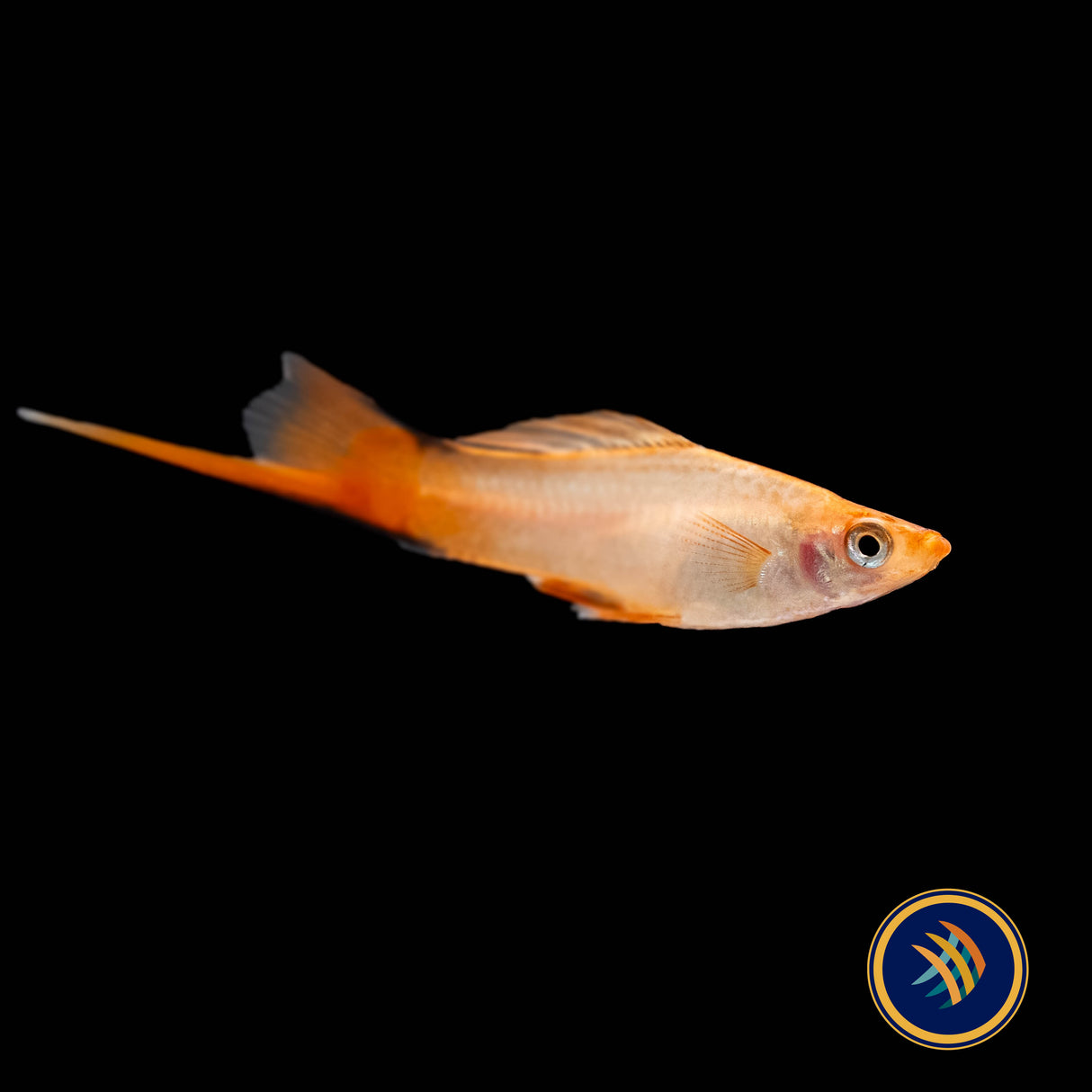 Pink Comet Swordtail (Xiphophorus helleri) 4.5cm | Livebearers | Largest Tropical Fish Selection at Your Local Fish Store