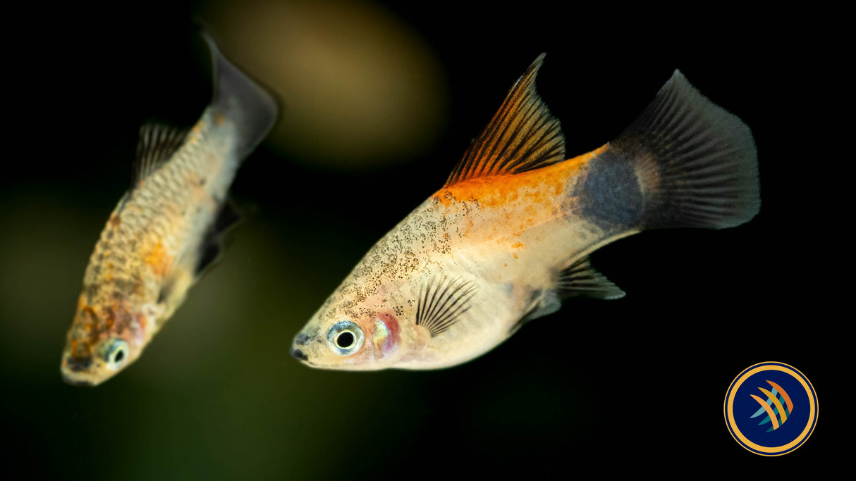 Premium Assorted High-Fin Platy | Livebearers | Largest Tropical Fish Selection at Your Local Fish Store