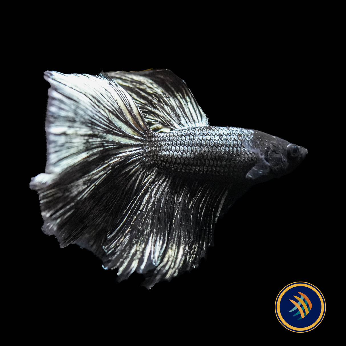 Premium Halfmoon Betta