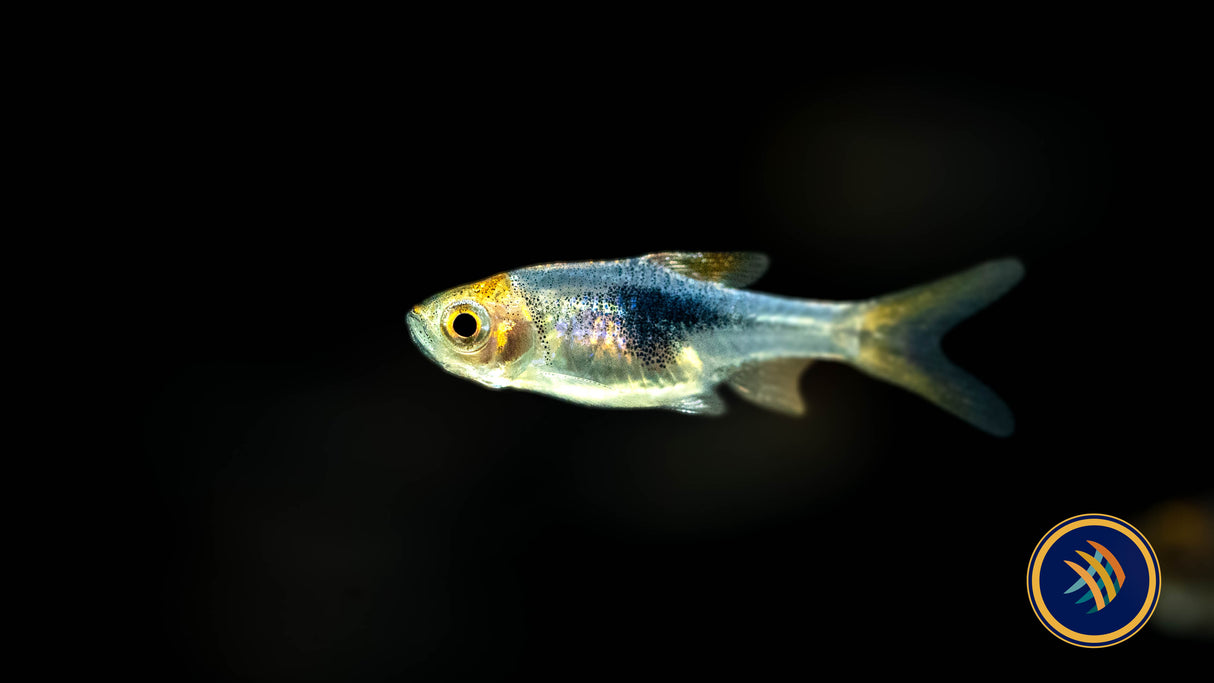 Purple Harlequin Rasbora (Trigonostigma heteromorpha) | Tetras Rasboras & Pencilfish | Largest Tropical Fish Selection at Your Local Fish Store