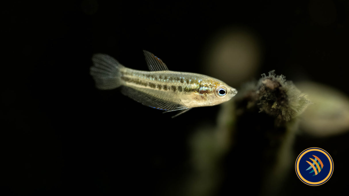 Pygmy Sparkling Gourami (Trichopsis pumila) Large | Cichlids Badis & Gouramis | Largest Tropical Fish Selection at Your Local Fish Store