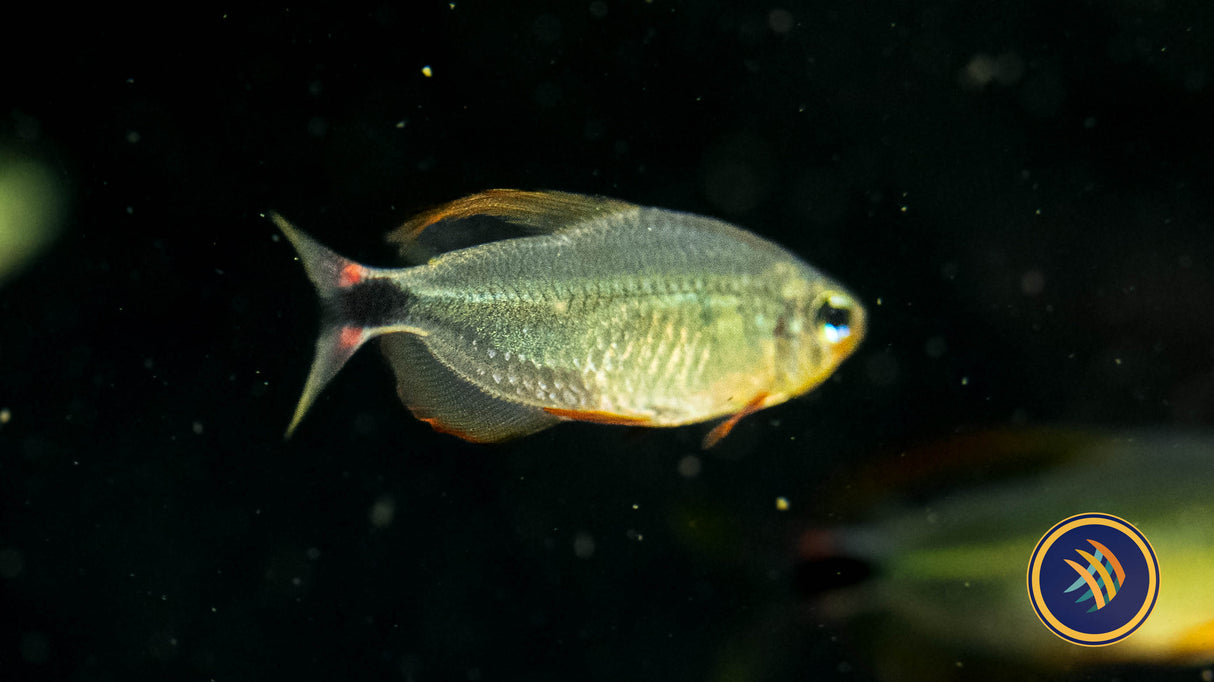 Racoon Tetra (Hyphessobrycon Procyon) 3cm Aquarium Glaser | Tetras Rasboras & Pencilfish | Largest Tropical Fish Selection at Your Local Fish Store