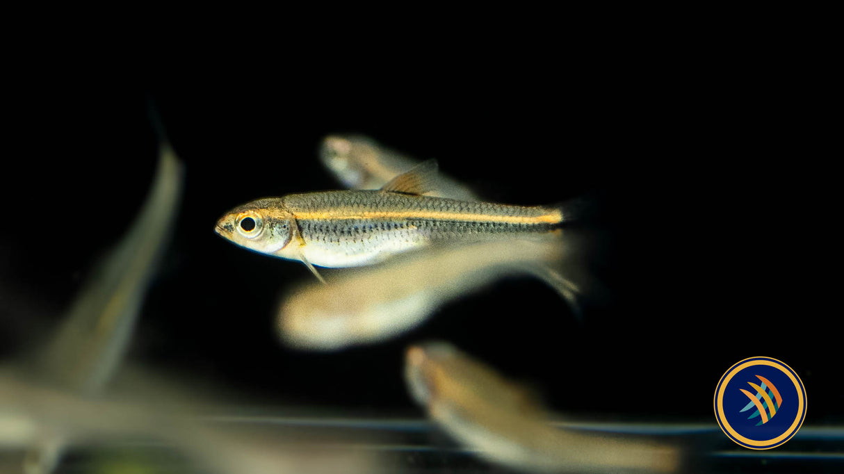 Rainbow Shiner (Notropis chrosomus) 3.5cm | Goldfish Barbs & Minnows | Largest Tropical Fish Selection at Your Local Fish Store