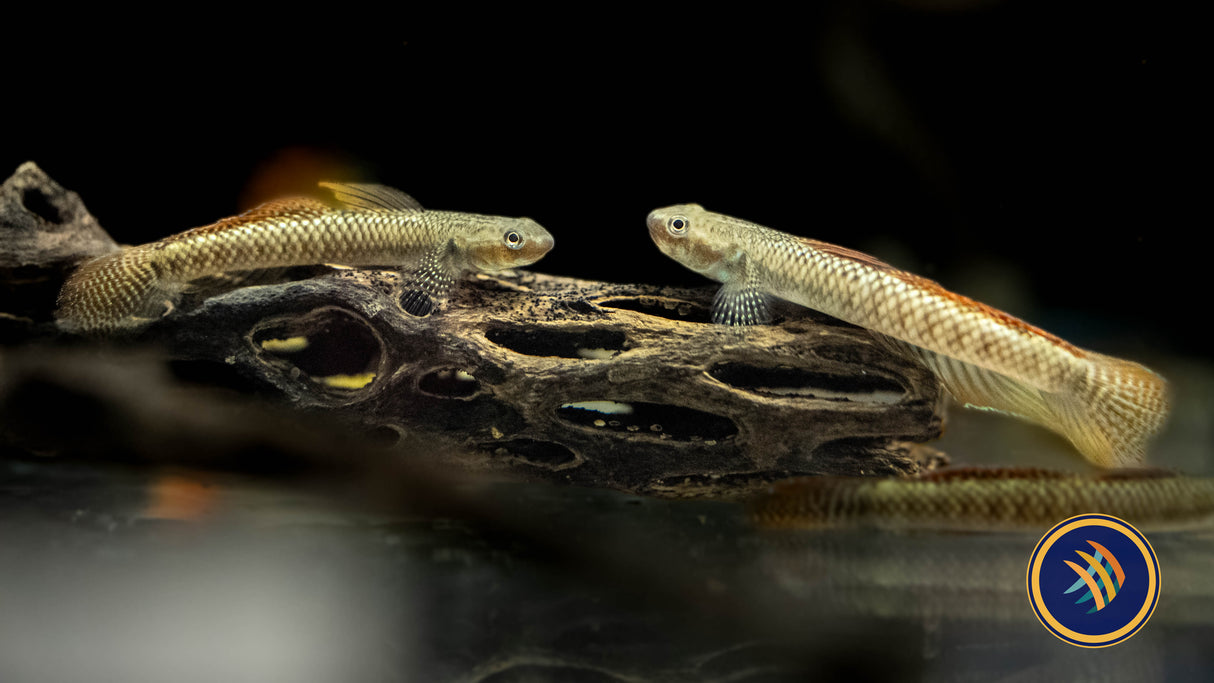 Rainbow Goby (Stiphodon ornatus) 3-4cm | Other Livestock | Largest Tropical Fish Selection at Your Local Fish Store