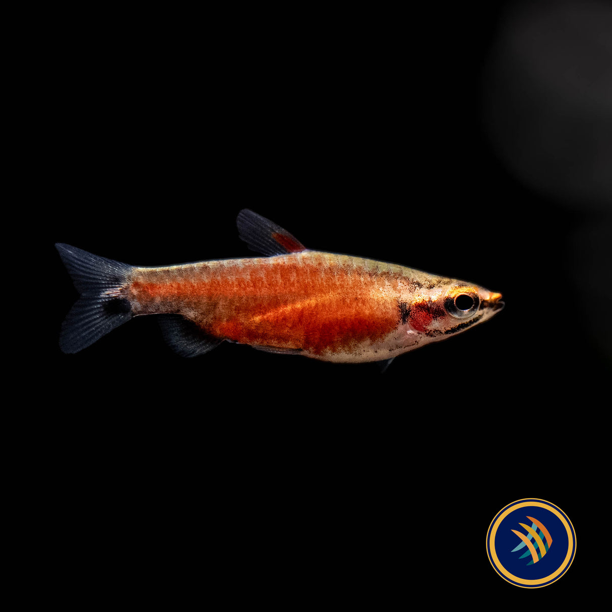 Really Red Pencilfish (Nannostomus sp. Rio Amaya) Medium - Aquarium Glaser | Tetras Rasboras & Pencilfish | Largest Tropical Fish Selection at Your Local Fish Store