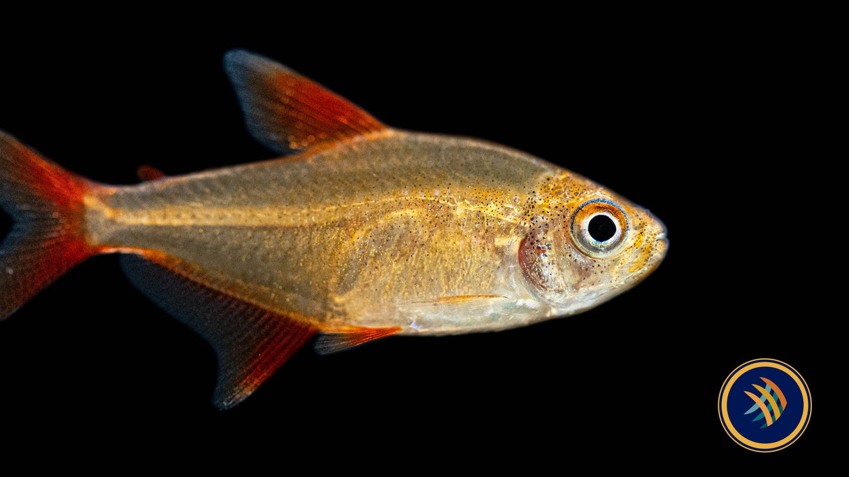 Muzel Red Cherry Tetra (Hyphessobrycon sp. "Muzel") 1-2cm | Tetras Rasboras & Pencilfish | Largest Tropical Fish Selection at Your Local Fish Store