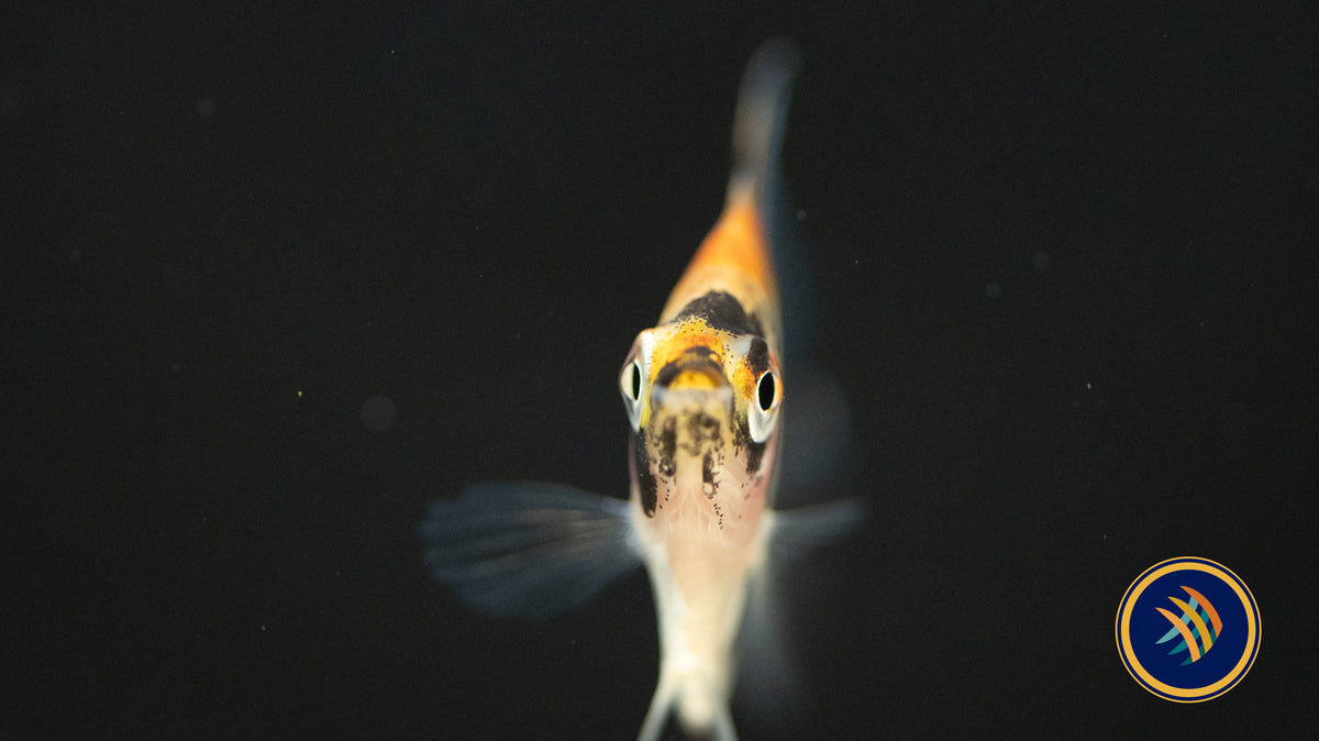 Red Devil Angelfish (3-4 cm) (Premium Grade) | Cichlids Badis & Gouramis | Largest Tropical Fish Selection at Your Local Fish Store
