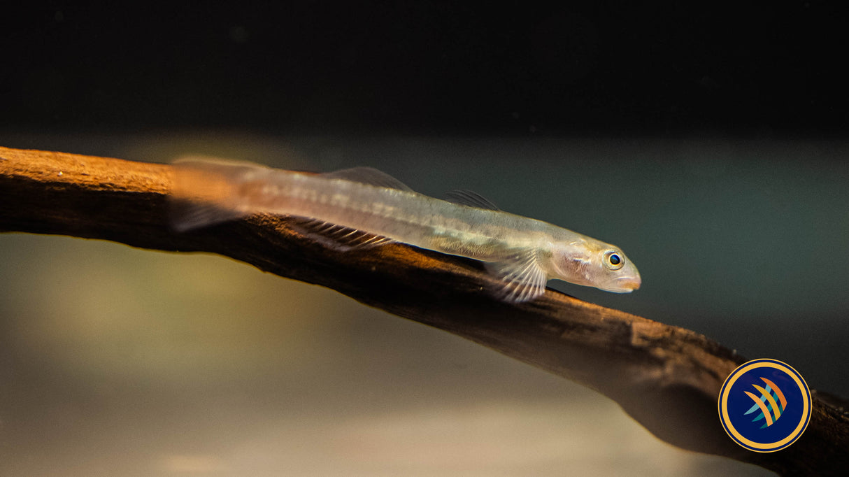 Red Lipstick Goby (Sicyopus Rubicundus) | Other Livestock | Largest Tropical Fish Selection at Your Local Fish Store