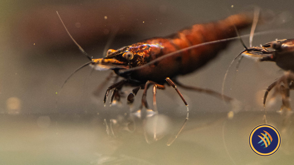 Red Onyx Shrimp | Snails Shrimp Crayfish Crabs | Largest Tropical Fish Selection at Your Local Fish Store