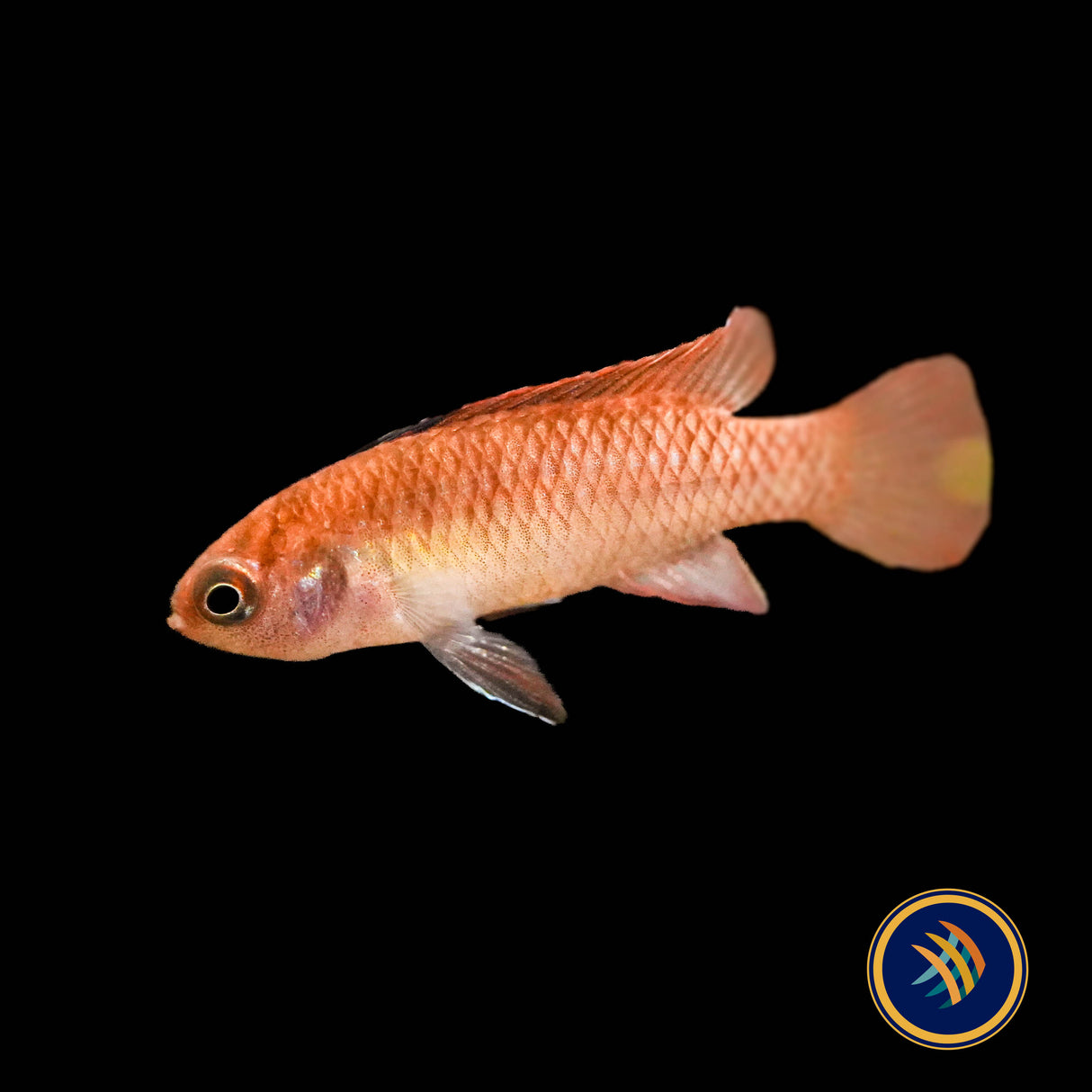 Red Melon Dario (Dario hysginon)