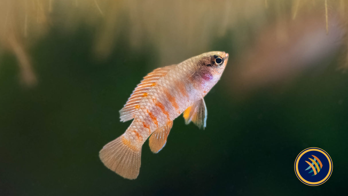 Red Scarlet Badis (Dario dario) | Cichlids Badis & Gouramis | Largest Tropical Fish Selection at Your Local Fish Store