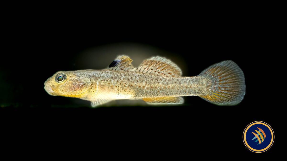 Red-Spotted Goby (Rhinogobius rubromaculatus) 3-5cm | Other Livestock | Largest Tropical Fish Selection at Your Local Fish Store