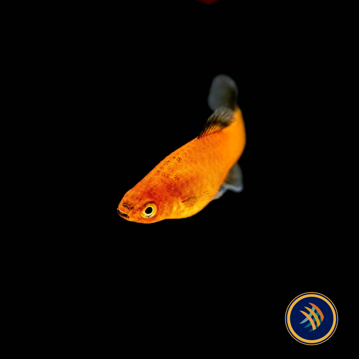 Red Wagtail Platy (Xiphophorus maculatus) | Livebearers | Largest Tropical Fish Selection at Your Local Fish Store