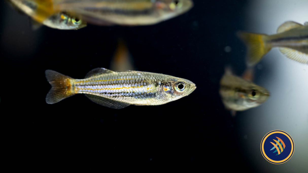 Redfin Dwarf Rainbowfish (Melanotaenia maccullochi) 2.5-3cm | Rainbowfish Killifish & Danios | Largest Tropical Fish Selection at Your Local Fish Store