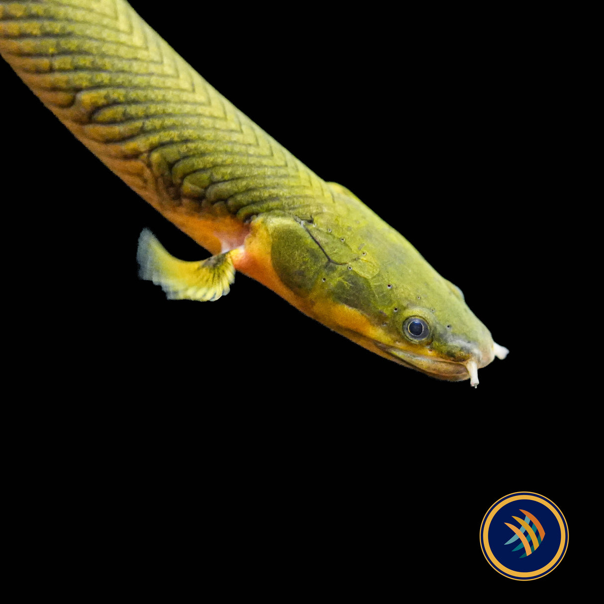 Rope Fish (Erpetoichthys calabaricus) 20cm