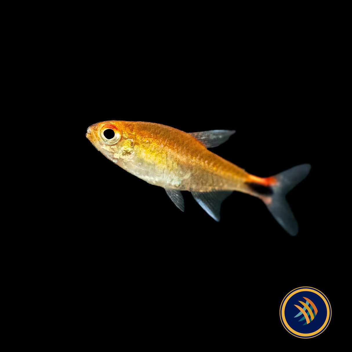 Ruby Tetra (Axelrodia Riesei) Med - Large (Aquarium Glaser) | Tetras Rasboras & Pencilfish | Largest Tropical Fish Selection at Your Local Fish Store