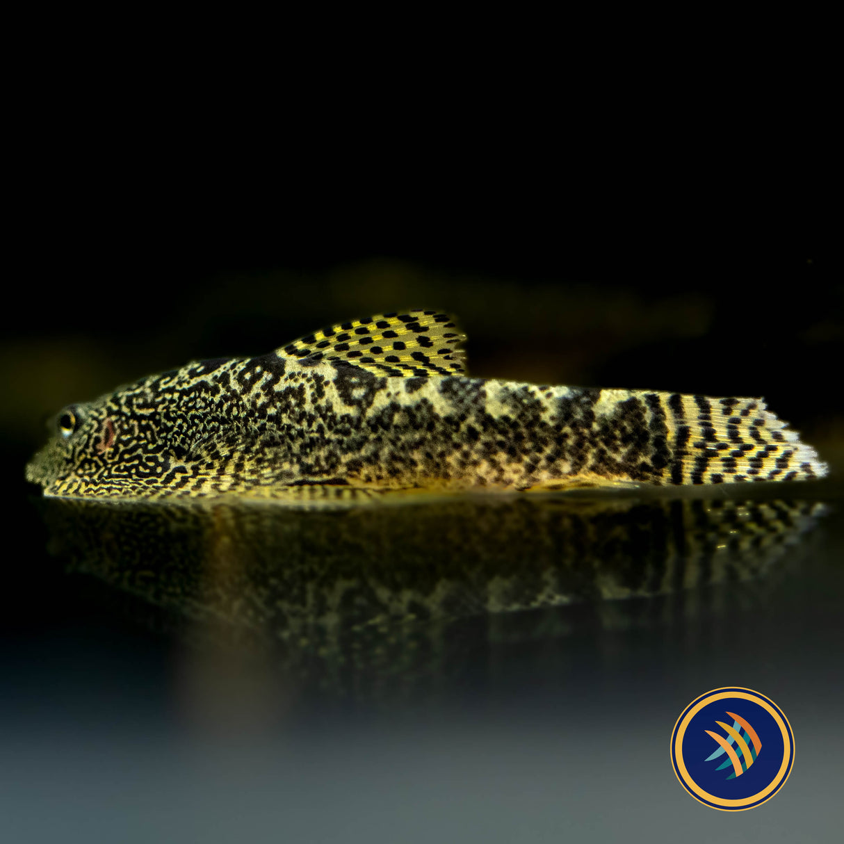 Hillstream Loach (Breviventralis SEW04) | Catfish Loaches & Plecos | Largest Tropical Fish Selection at Your Local Fish Store