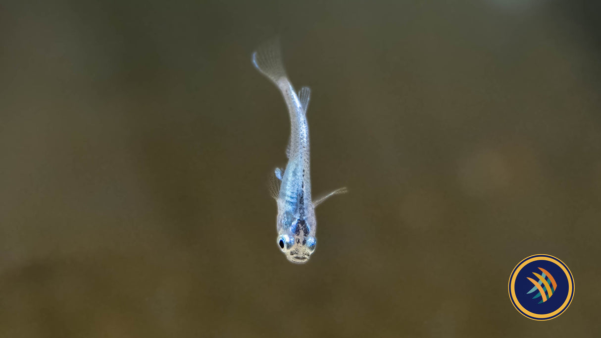 Sparkled Blue Medaka Rice Fish (oryzias latipes) Aquarium Glaser | Other Livestock | Largest Tropical Fish Selection at Your Local Fish Store