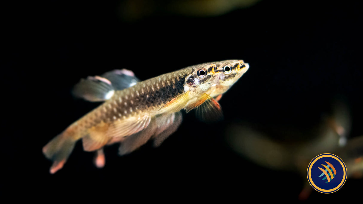 Splash Tetra (Copeina Arnoldi) Large /X Large (Aquarium Glaser) | Tetras Rasboras & Pencilfish | Largest Tropical Fish Selection at Your Local Fish Store
