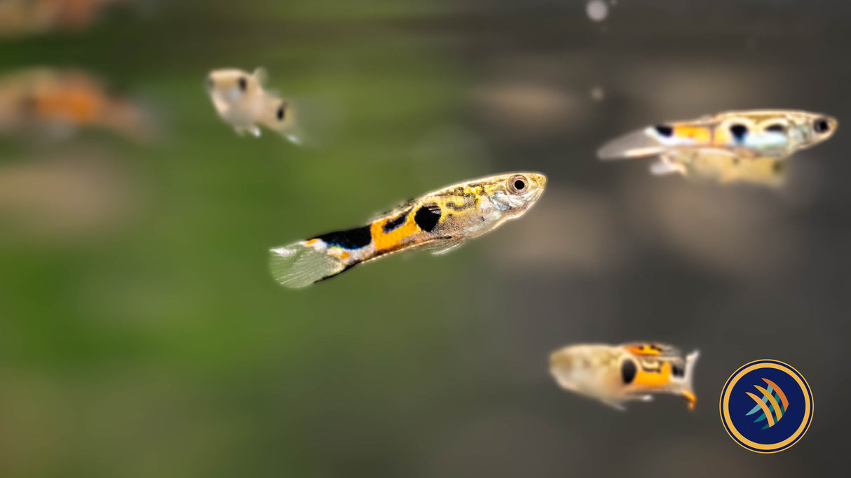 Staeck Endler Pair | Livebearers | Largest Tropical Fish Selection at Your Local Fish Store