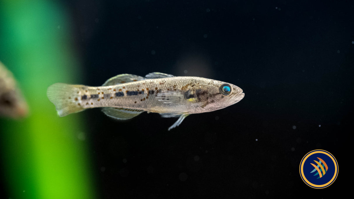 Sunburst Gugeon (Hypeseleotris Cyprinoides) 3-4cm | Other Livestock | Largest Tropical Fish Selection at Your Local Fish Store