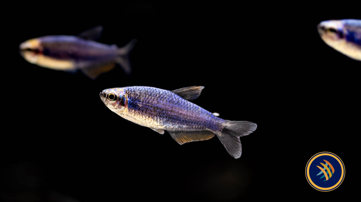 Super Blue Kerri Tetra (Inpaichthys kerri) Medium /Large (Aquarium Glaser) | Tetras Rasboras & Pencilfish | Largest Tropical Fish Selection at Your Local Fish Store