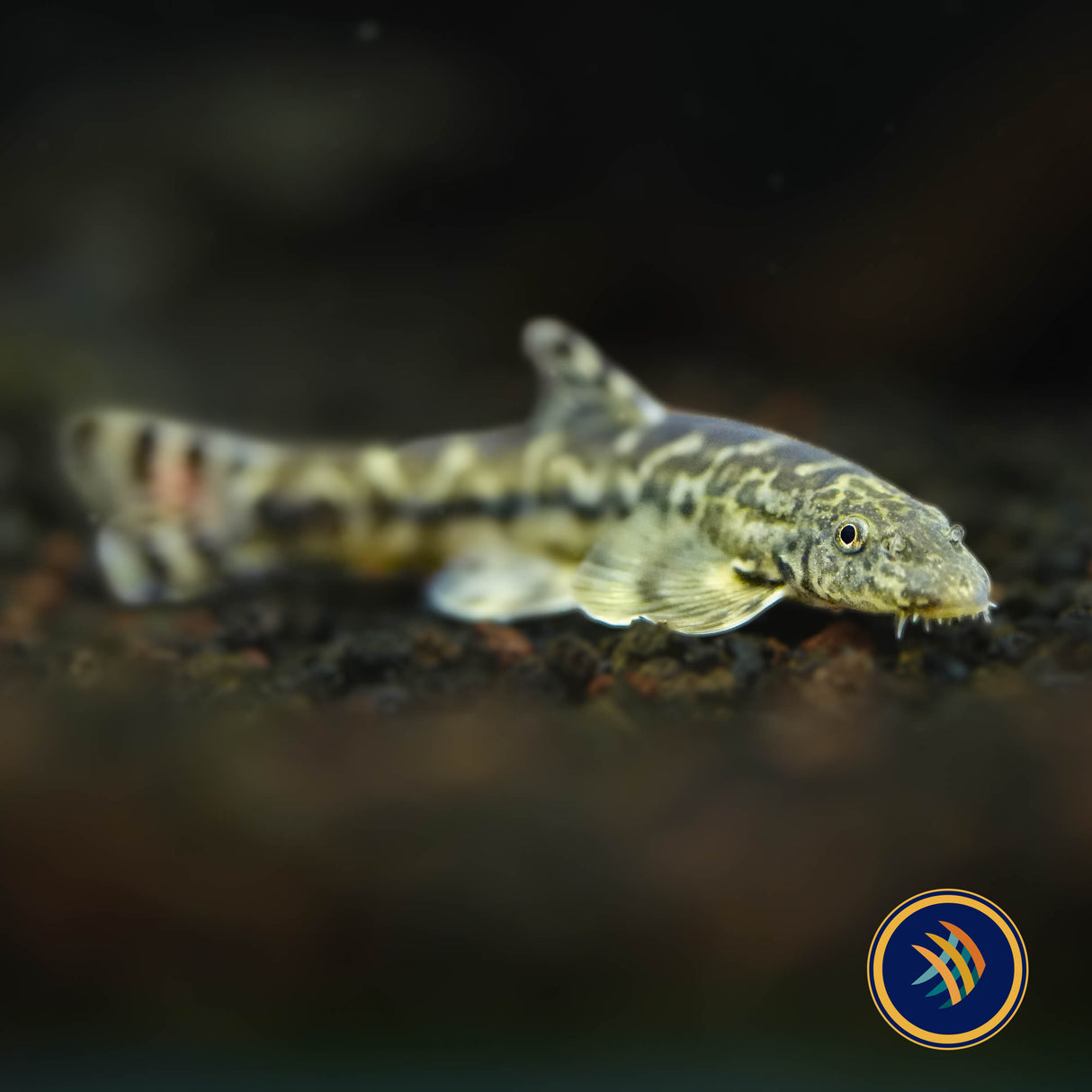 Tasseled‑mouth River Loach (Crossostoma lacustre)