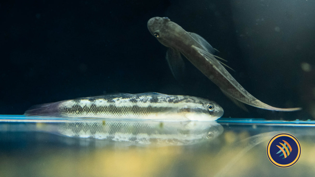 Threadfin Goby (Sicyopterus longifilis) 3-4cm | Other Livestock | Largest Tropical Fish Selection at Your Local Fish Store