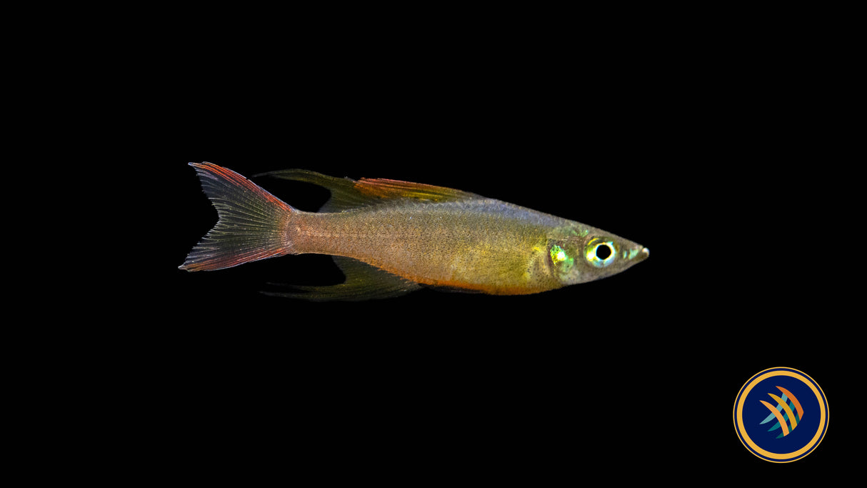 Threadfin / Featherfin Rainbowfish (Iriatherina werneri) 2.7 - 3cm | Rainbowfish Killifish & Danios | Largest Tropical Fish Selection at Your Local Fish Store
