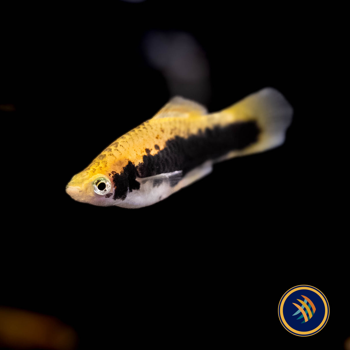 Tuxedo Gold Swordtail (Xiphophorus hellerii) 4cm+