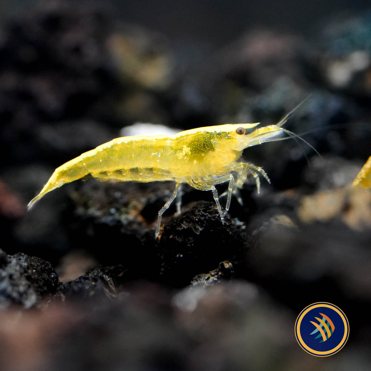 Ultra Gold Shrimp (Neocaridina davidi)