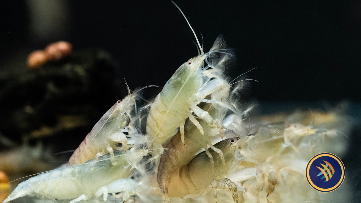 Vampire Shrimp 3-5cm (Atya gabonensis) (Aquarium Glaser) | Snails Shrimp Crayfish Crabs | Largest Tropical Fish Selection at Your Local Fish Store