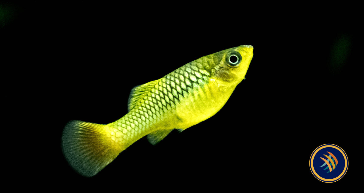 Variatus Platy (Xiphophorus variatus) 3cm+ | Livebearers | Largest Tropical Fish Selection at Your Local Fish Store