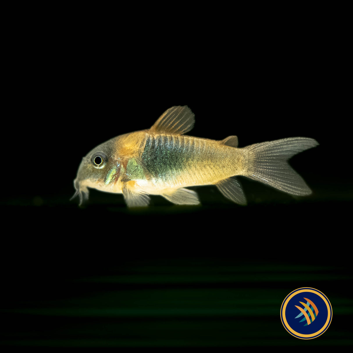 Venezuelan Orange Corydora (Corydoras venezuelanus) | Catfish Loaches & Plecos | Largest Tropical Fish Selection at Your Local Fish Store