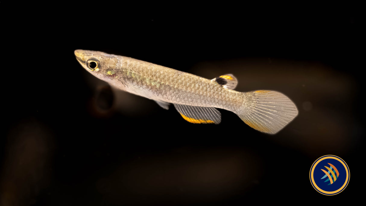 White Spot Killifish (Aplocheilus armatus) | Rainbowfish Killifish & Danios | Largest Tropical Fish Selection at Your Local Fish Store