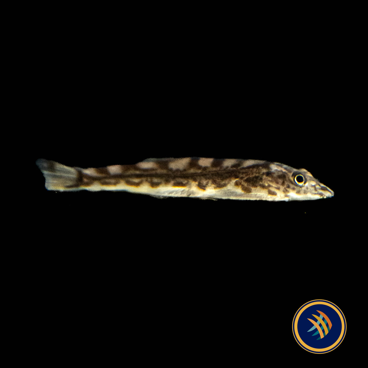 White Panda Borneo Loach (Hypergastromyzon humilis) 2-3cm | Other Livestock | Largest Tropical Fish Selection at Your Local Fish Store