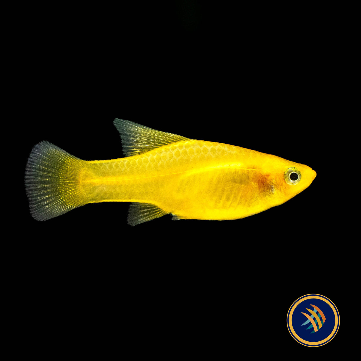 Yellow Banana Hi-Fin Platy 3cm | Livebearers | Largest Tropical Fish Selection at Your Local Fish Store