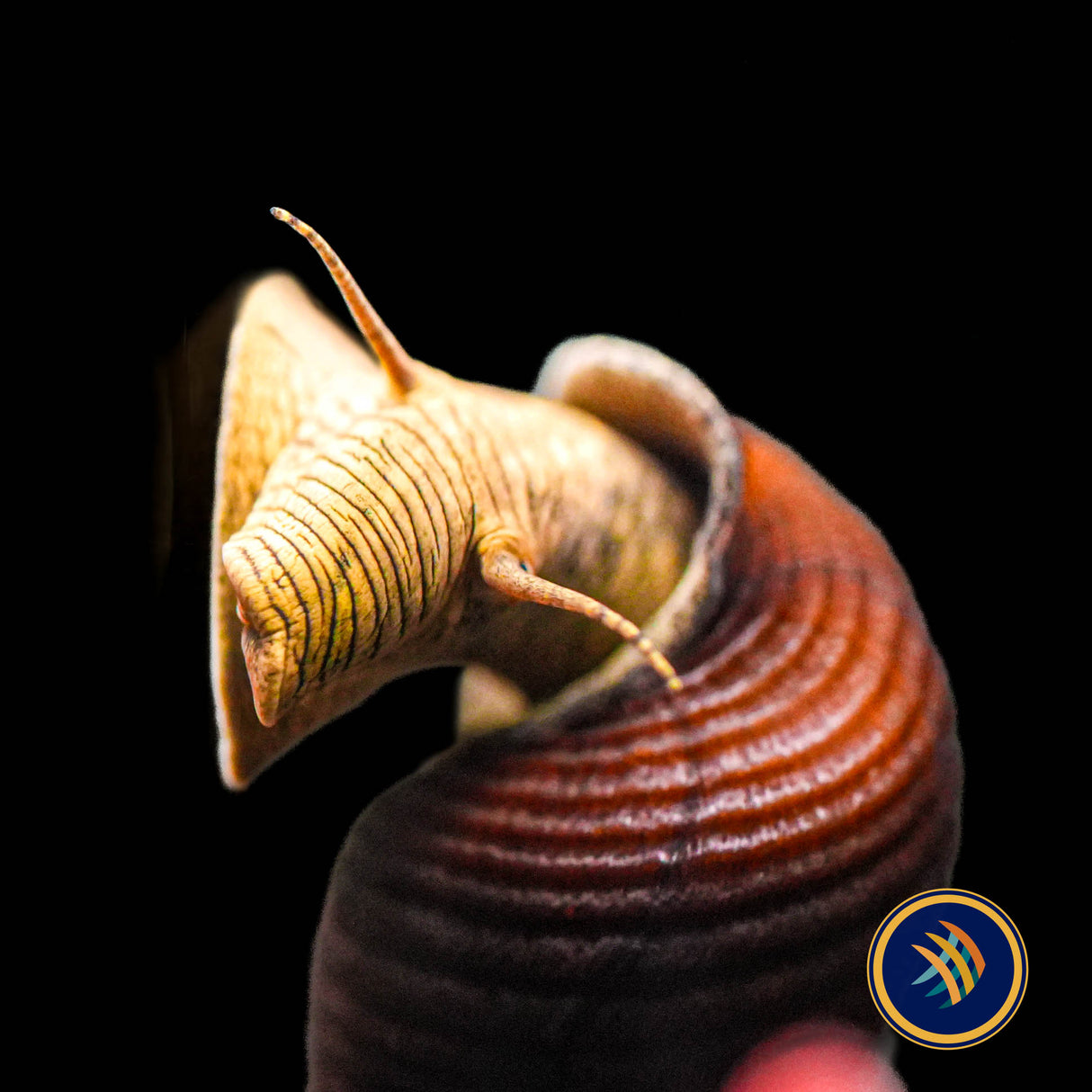Yellow Rabbit Snail (Tylomelania)