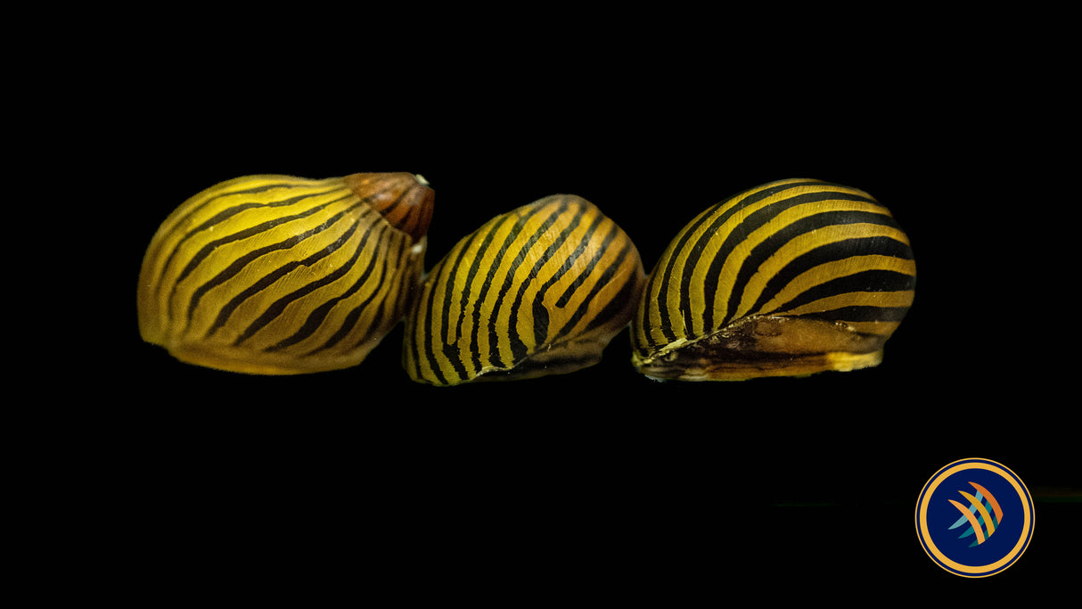 Zebra Nerite Snail (Vittina natalensis) (Large) Aquarium Glaser | Snails Shrimp Crayfish Crabs | Largest Tropical Fish Selection at Your Local Fish Store