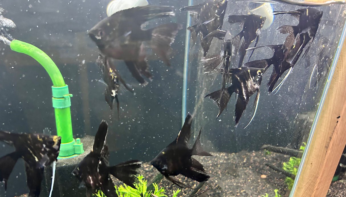 Black Angelfish (Pterophyllum scalare) 3-4cm