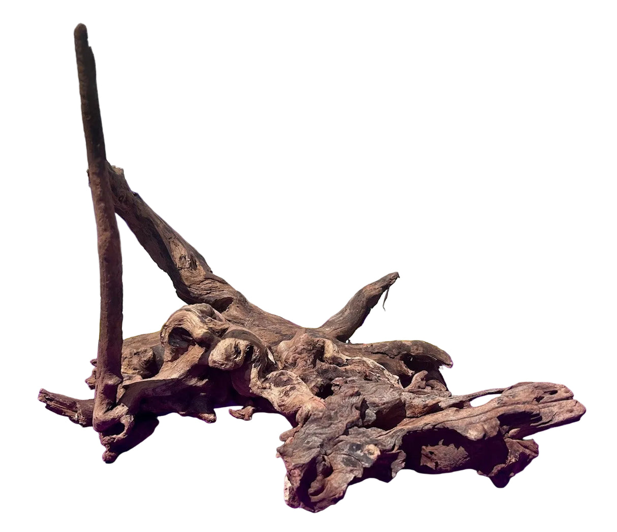 Malaysian Sinking Driftwood | Substrates & Hardscape | Largest Tropical Fish Selection at Your Local Fish Store