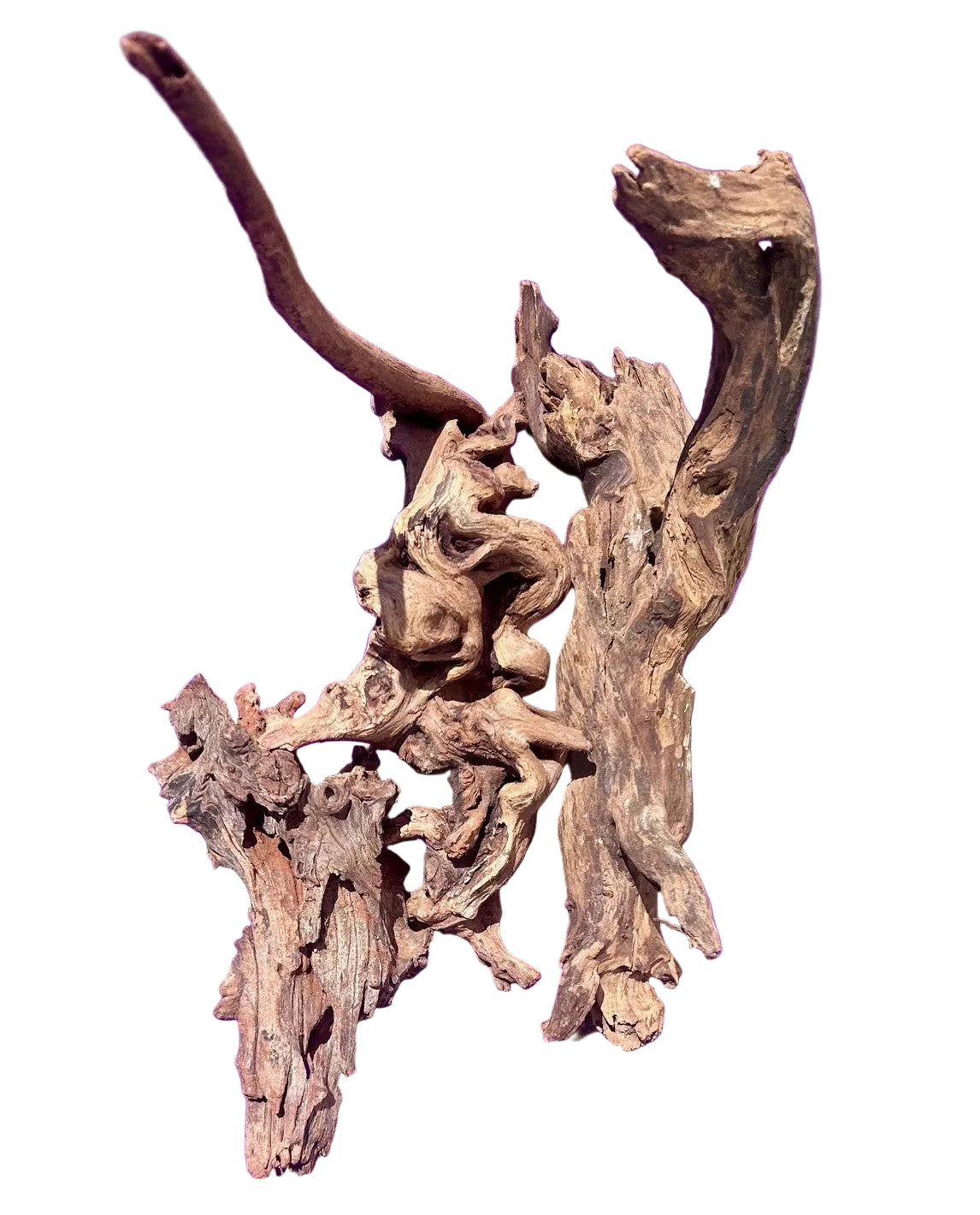 Malaysian Sinking Driftwood | Substrates & Hardscape | Largest Tropical Fish Selection at Your Local Fish Store