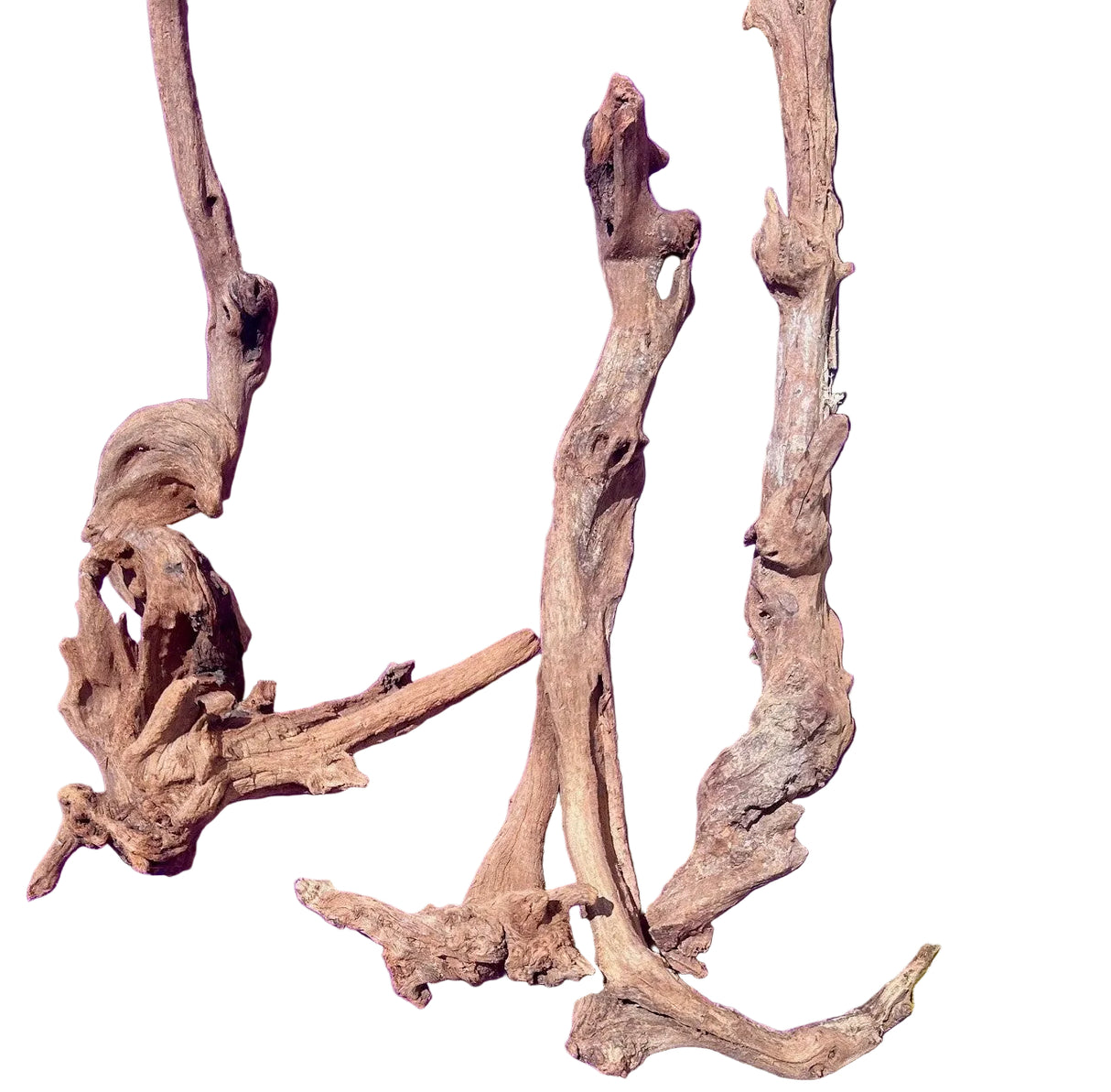 Malaysian Sinking Driftwood | Substrates & Hardscape | Largest Tropical Fish Selection at Your Local Fish Store