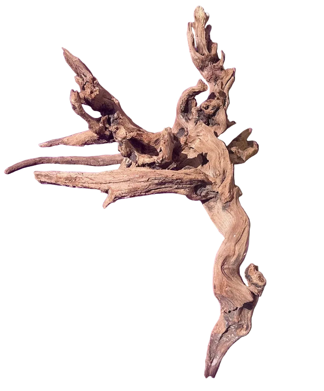 Malaysian Sinking Driftwood | Substrates & Hardscape | Largest Tropical Fish Selection at Your Local Fish Store